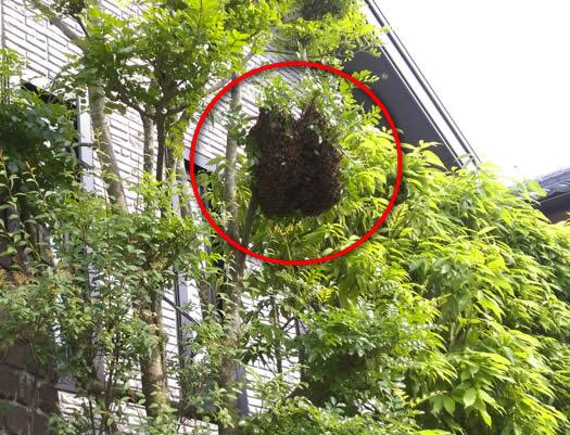 ミツバチ分蜂駆除植木